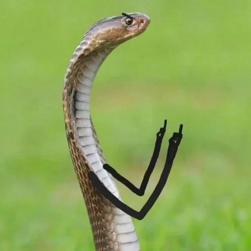 Meme con rắn mô tả ánh mắt sáng đầy bí ẩn.