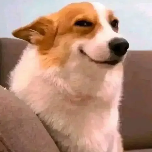 Ảnh meme chó nét mặt nhếch mép nửa thật nửa giả đầy hiểm