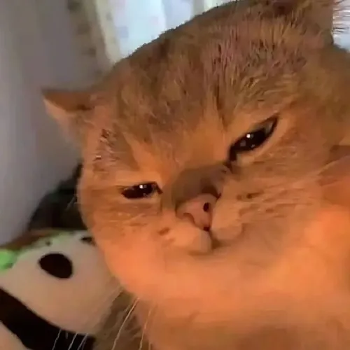 Khoảnh khắc ánh mắt cười gian xảo bật lên phản ứng thầm lặng