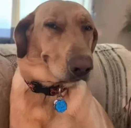 Hình troll biểu cảm cười khinh khỉnh gợi mỉa mai xã hội nhẹ