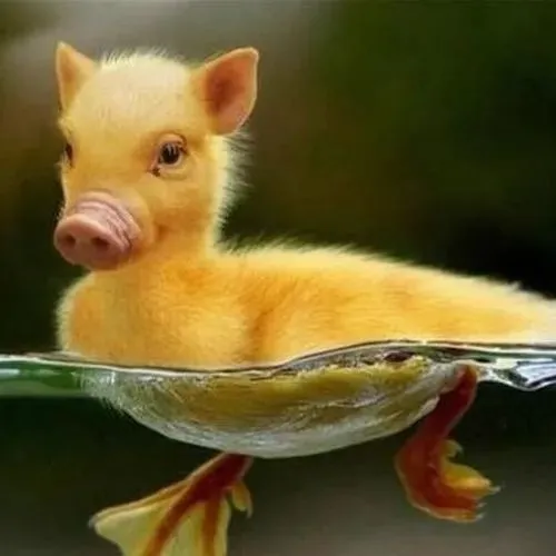 400+ Meme Động Vật từ cute dễ thương tới vô tri hài hước với muôn vàn biểu cảm