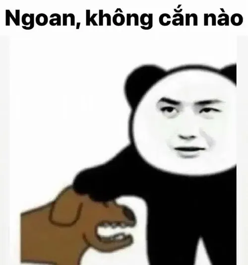 Meme gấu trúc Weibo troll face mặt troll ngông nghênh