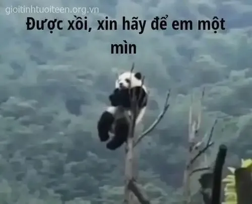 Meme gấu trúc khóc giữa nền phòng vắng đầy tủi thân