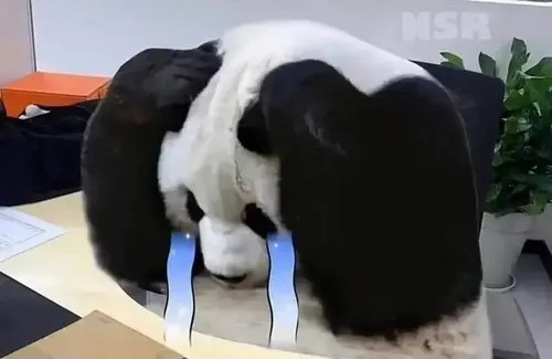 Ảnh vui gấu trúc rơi lệ tay che mặt đầy ấm ức