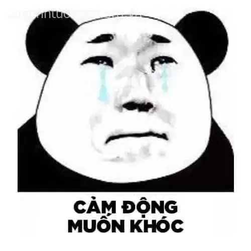 Hình chế meme vui gấu trúc tủi lòng chùng cảm xúc