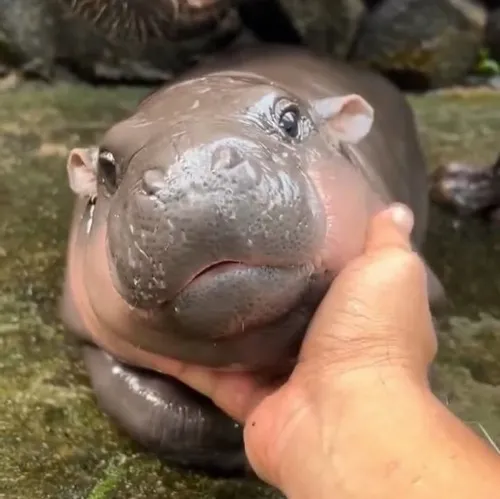 Hình meme hài hà mã béo phóng đại dáng ngố giữa mương cạn