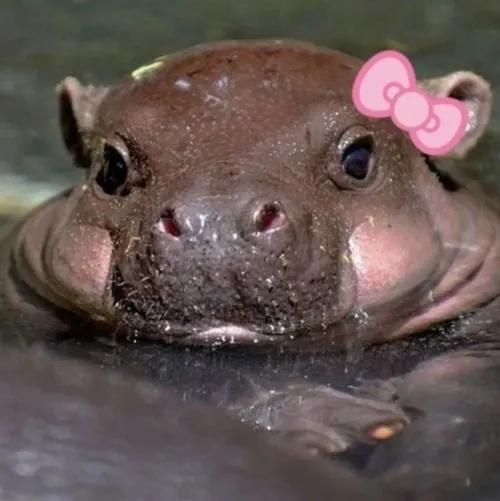 Ảnh chế hà mã ngố liên hệ hà mã há miệng khi ngâm bùn