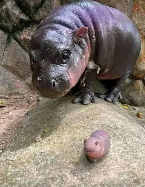 Ảnh meme vui hà mã béo gợi tê giác và bóng râm cạnh bờ