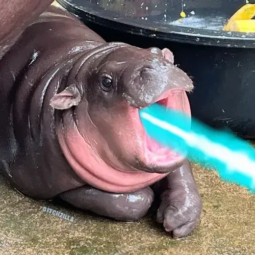 Hình hài hà mã mũm mĩm mô tả voi con trong mặt nước