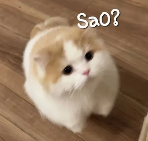 Ảnh vui mèo bàng hoàng khựng người sốc nhẹ