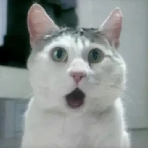 Ảnh mèo giật mình trong meme tạo điểm nhấn hài khi nghe tin lạ