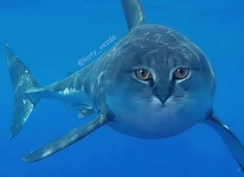 Meme cá mập đem vây đuôi quẫy mạnh tạo tiếng rít.