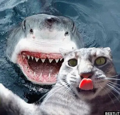 Ảnh chế hung ngầu liên hệ săn mồi trong bóng đổ.