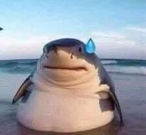 Meme cá mập kèm hải cẩu né nhanh tạo khung hài.