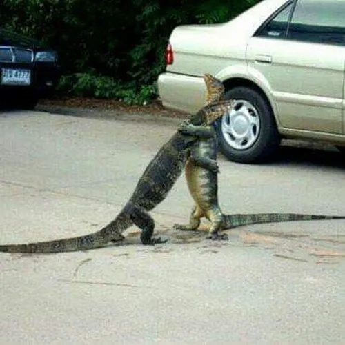 Ảnh meme vui sấu nêu bãi nắng nơi nó nằm bất động