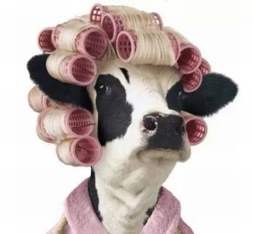 Meme hài bê vàng chạy lon ton trong sân trại dưới nắng sớm.