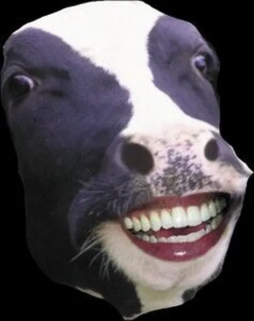 Ảnh chế chú bò sữa vểnh tò mò khi nông dân gọi ở xa.