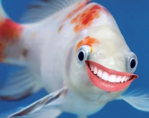 Ảnh troll cá bàng chài ánh kim lấp ló tạo hiệu ứng hài tự nhiên.