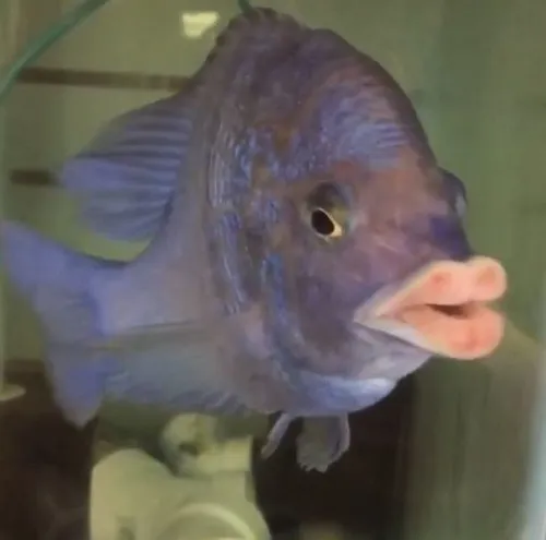 Ảnh chế cá kèo dựng người khi bị gọi tên bất ngờ.