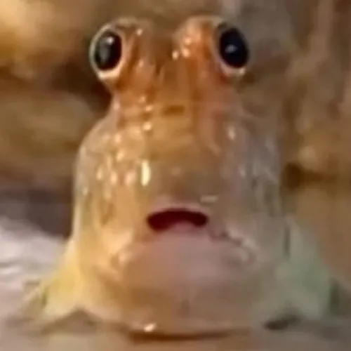 Loạt cá đơ mặt dùng ngon khi cần né drama bất chợt