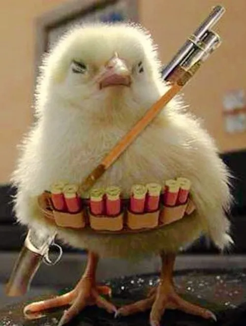 Ảnh vui gà nông trại biểu đạt rướn cổ sống động khi phản ứng