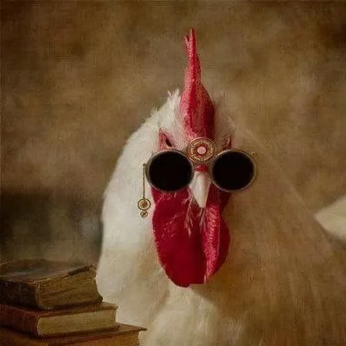 Meme con gà khắc họa chạy lạch bạch kèm tếu táo dễ thương