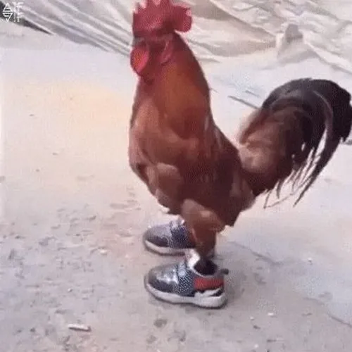 Meme chế con gà tái hiện mào đỏ rực cùng bước lon ton rất ngộ