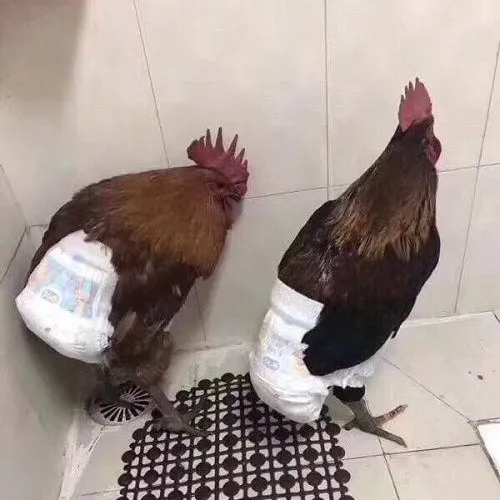 Ảnh troll con gà kết hợp dáng đi nhanh cùng tếu táo vui