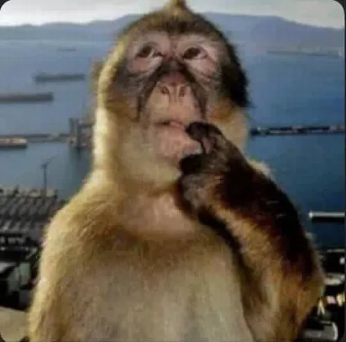 Meme con khỉ dựng hình tai cụp nhẹ khi nghe câu khó.