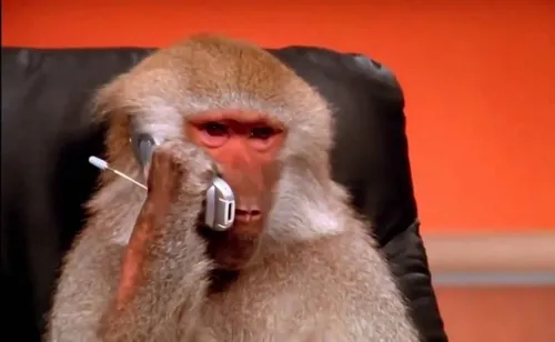 Meme hài con khỉ biểu lộ vẻ bối rối pha hiền khô hợp mood.