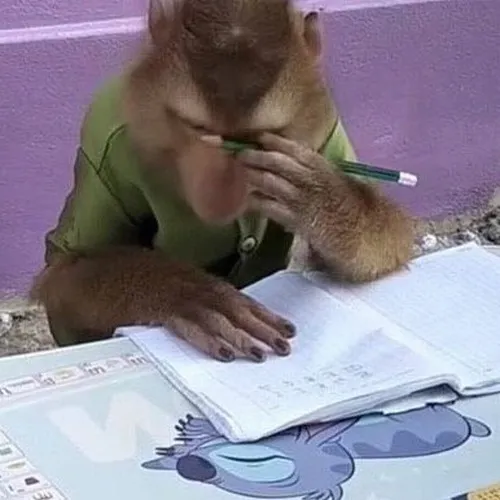 Ảnh meme vui Cheeky Monkey tạo cảm giác mắc cỡ buồn cười.