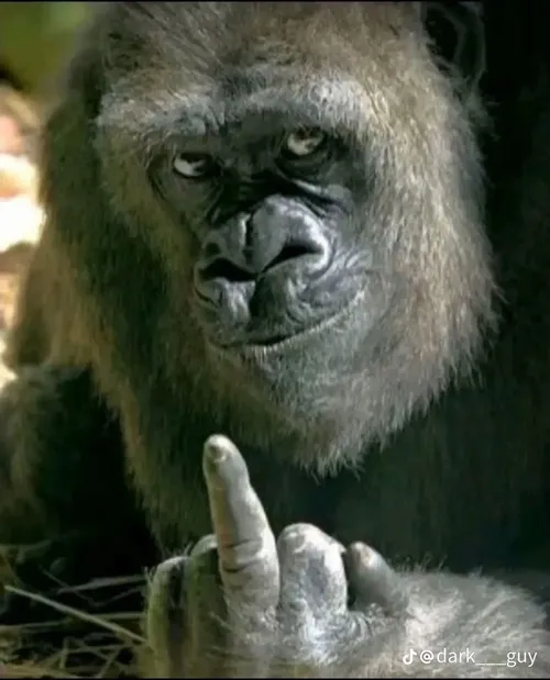 Ảnh vui khỉ mặt đỏ thêm sắc thái ngại ngùng kín đáo.