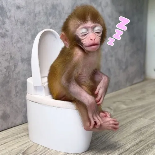 Hình chế meme vui Sock Monkey đưa nét hiền khô vào ảnh.