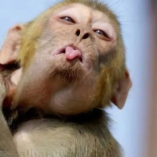 Hình troll linh trưởng nhỏ kể chuyện ngại nói mà khó nói.