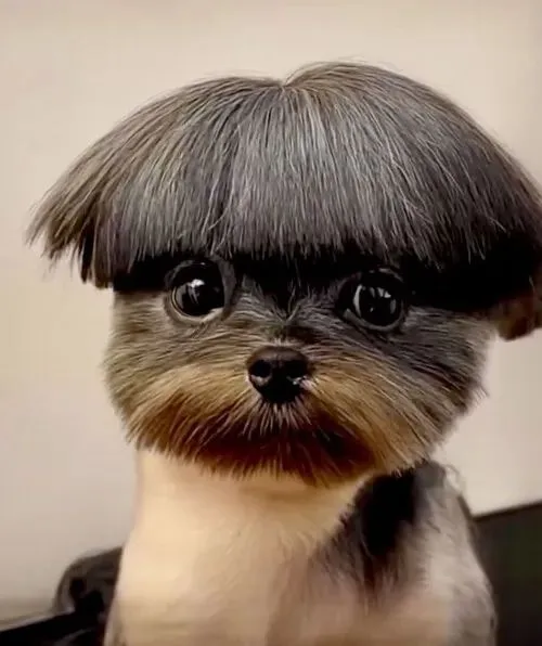 Hình meme hài giống loài hóm hỉnh phô ra biểu cảm ngơ ngác.