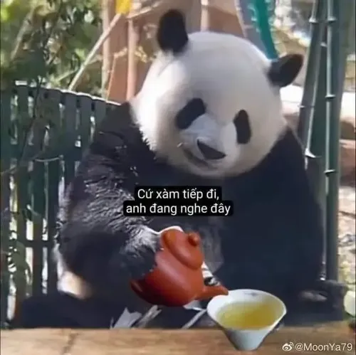 Ảnh chế loài ngộ nghĩnh lồng ghép thân mềm rung nhẹ.