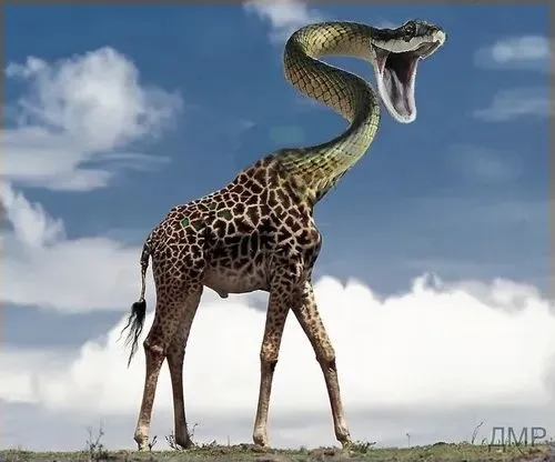 Meme hài thú cưng dí dỏm biểu đạt thái độ lém lỉnh.