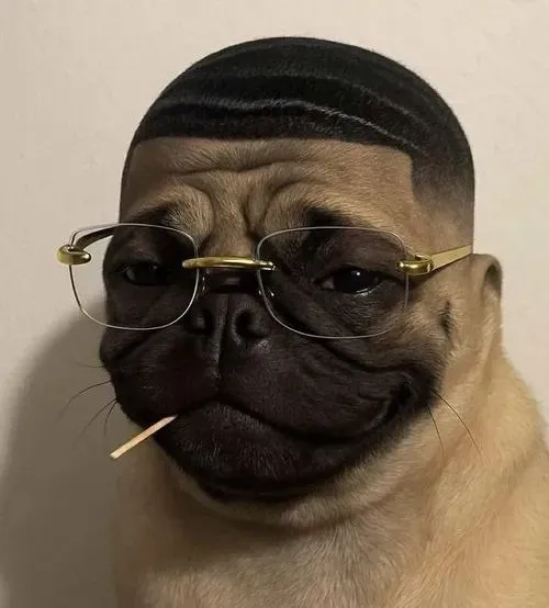 Hình meme hài giống loài hóm hỉnh nổi bật phản ứng ngáo.