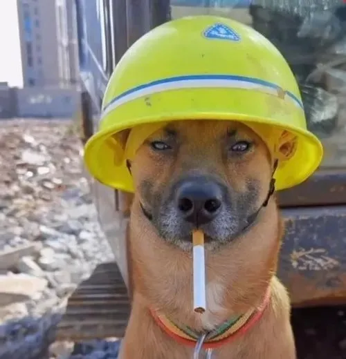 Meme sinh vật dễ thương gắn kết với tai cụp mềm mại.