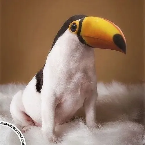 Gà tây giương cánh như đang cầm dao dọa yêu.