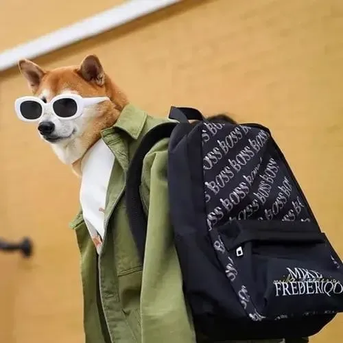 Mèo Scottish nheo mắt xem thường toàn cảnh.