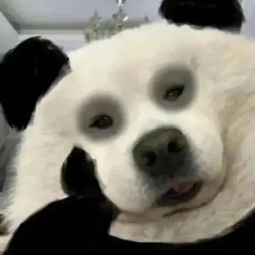 Tình huống họp sớm trở nên vui nhộn hơn với meme gấu trúc mắt thâm