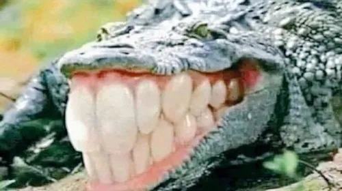 Hình meme hài cá sấu khắc họa đuôi quẫy mạnh giữa đầm bùn