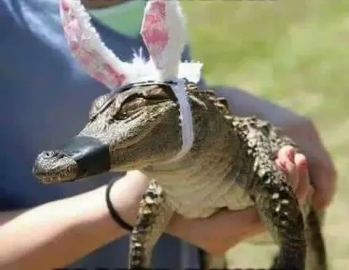 Ảnh chế cá sấu cho ngày mệt muốn phó mặc đời