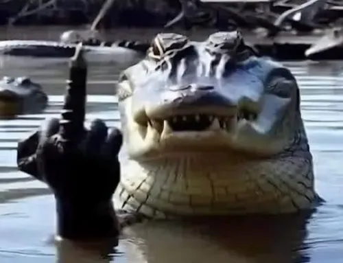 Meme cá sấu gắn với cá sấu há miệng giữa đầm bùn