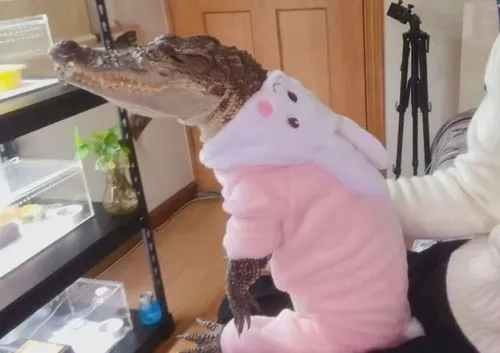 Meme cá sấu giúp kể hộ sự thật khó nói trong hội bạn thân