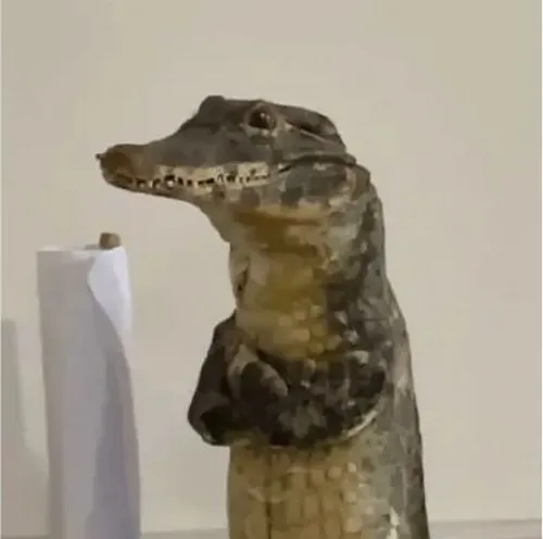 Meme cá sấu hài hước cho những khoảnh khắc chán đời mà vẫn phải gồng