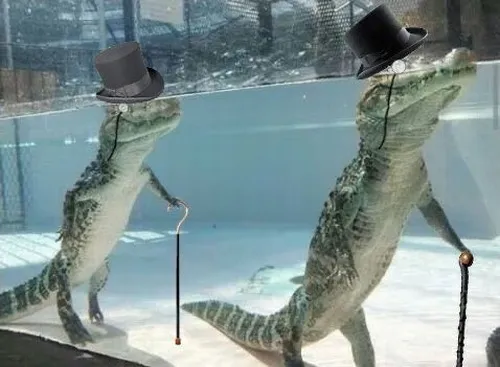 Meme hài sấu gợi chuỗi răng sắc chen khít lúc hé miệng