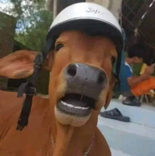 Ảnh troll con nghé cặp sừng bé đội kính râm phả vibe ngầu bất ngờ.