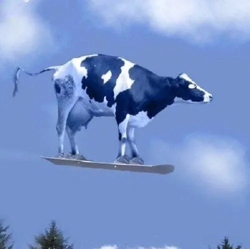 Ảnh vui bò sữa lắc đầu tinh nghịch cạnh xô nước sáng loáng.